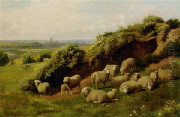 Sheep Resting In A Meadow, Canterbury Beyond - view 1
