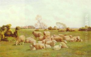Sheep In A Meadow Sheep In A Meadow