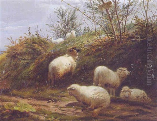 Sheep Grazing - view 1