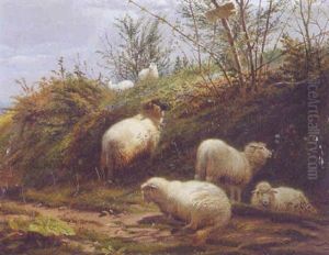 Sheep Grazing Sheep Grazing