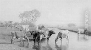 Kuhherde Am Wasser Kuhherde Am Wasser