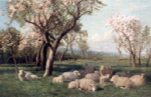 Sheep Resting In An Orchard Sheep Resting In An Orchard