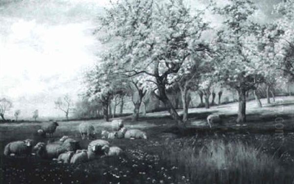 Spring Lambs - view 1