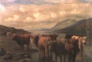 Ganado En Las Highlands Ganado En Las Highlands