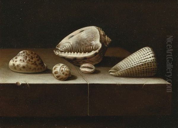 Still Life Of Five Shells On A Stone Ledge - view 1