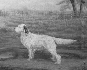 Hunting Dog In Field