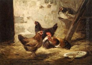 Coqs Et Poules Coqs Et Poules