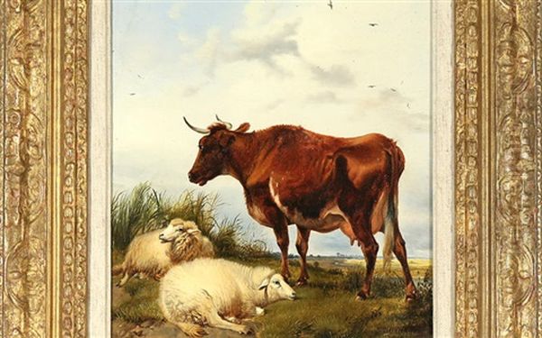 Sheep And Cow In Pasture - view 1