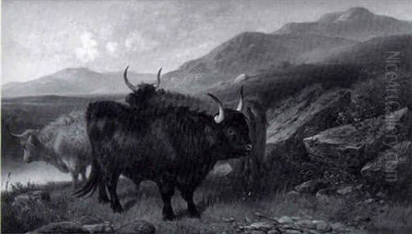 West Highland Scots - view 1