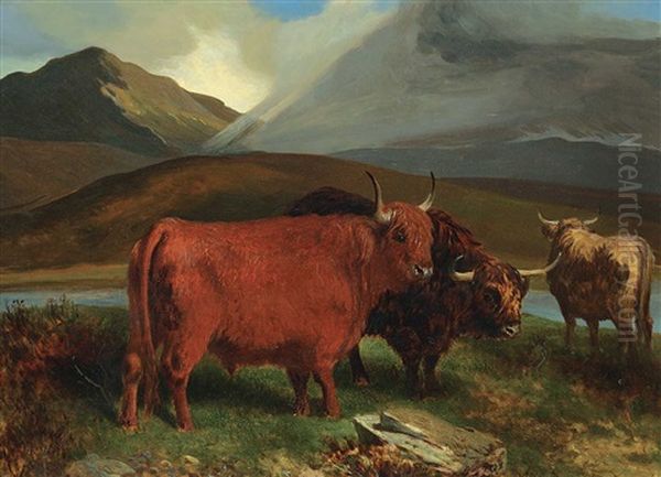 Highland Cattle - view 1