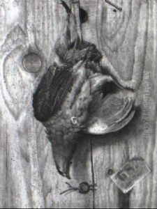 Rebhuhn by Max Correggio