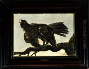 Balzender Auerhahn Auf Ast
