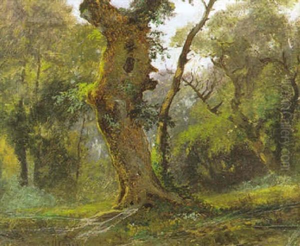 Albero - view 1