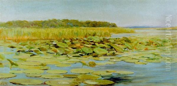 Waterlilies - view 1