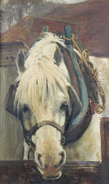 A Grey Heavy Horse Watering - view 1