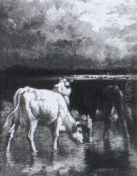 Cows Drinking In A Marsh - view 1