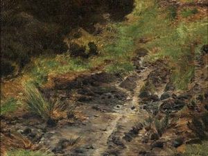 Forest Floor With Rocks And Ferns