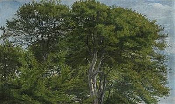 Tall Beech Trees - view 1