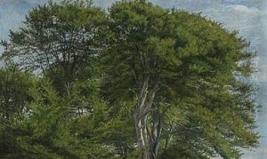 Tall Beech Trees Tall Beech Trees
