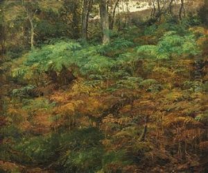 Ferns On The Forest Floor