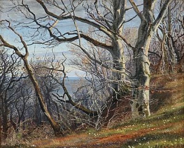Spring Day At A Hillside With Beeches And Anemones, In The Background The Sea - view 1