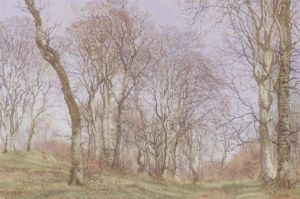 Forarsskov Med Blomstrene Skovbund