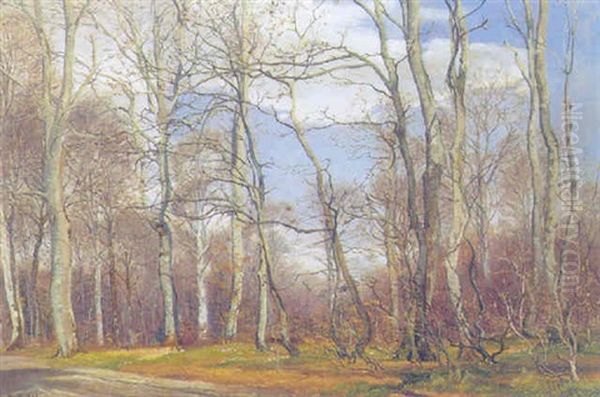 Forarsskov, Riis Skov - view 1