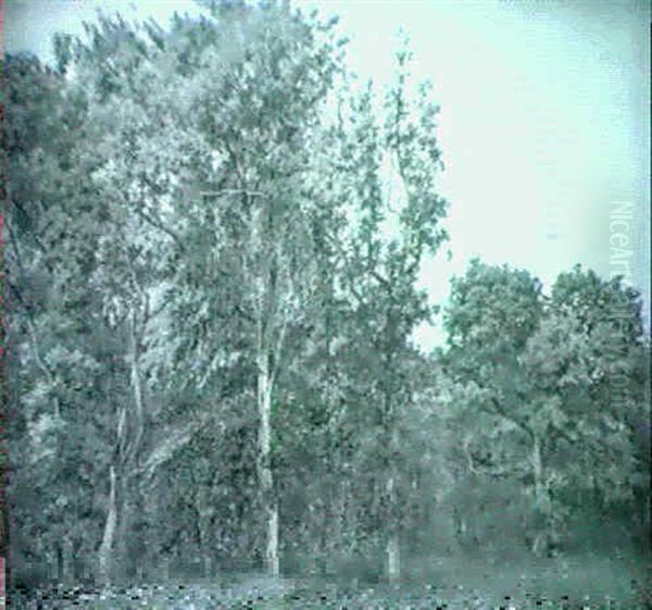 Parti Fra Riis Skov - view 1