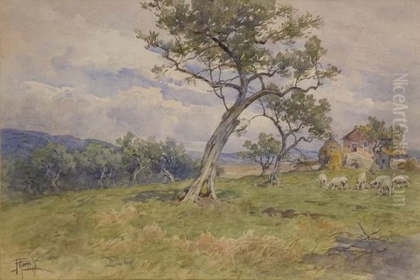 Paesaggio Di Campagna Con Ulivi, Casa Colonica E Pecore - view 1