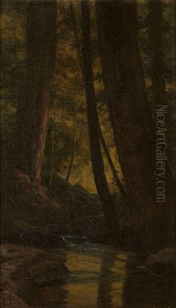Northern California Redwoods With Stream - view 1