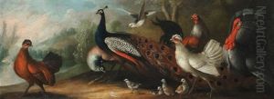 Peacock, Chickens And Turkey In A Landscape