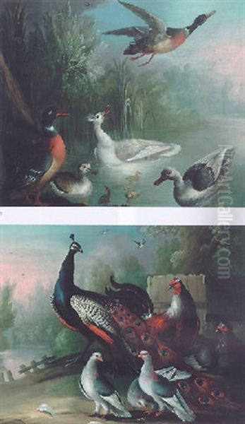 A Peacock, Chickens And Pigeons On A Riverbank - view 1