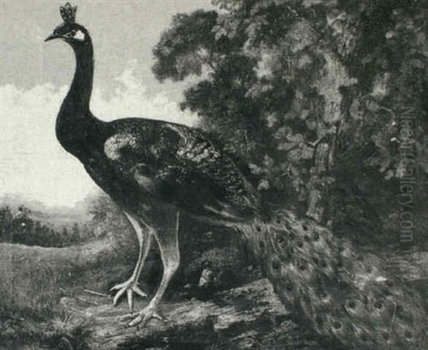Peacock In A Landscape - view 1