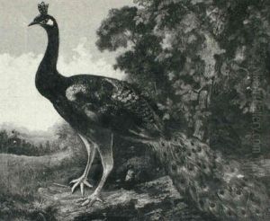 Peacock In A Landscape