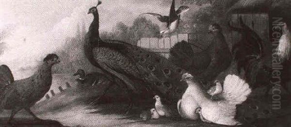 Exotic Fowl - view 1