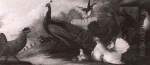 Exotic Fowl