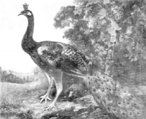 Peacock In A Landscape