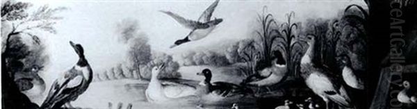 Mallard Ducks With Their Ducklings In A River Lands- Cape - view 1