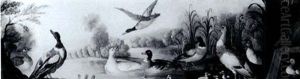 Mallard Ducks With Their Ducklings In A River Lands-        Cape