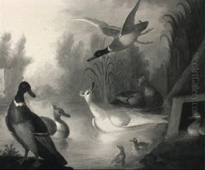 Wild Duck In A Wooded Landscape Wild Duck In A Wooded Landscape