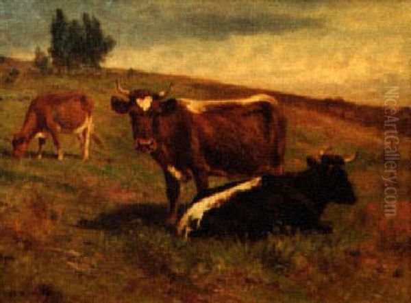 Cattle Resting - view 1