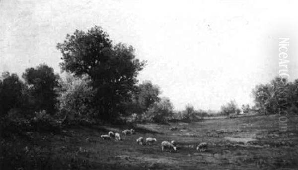 Sheep Grazing In An Autumn Meadow - view 1