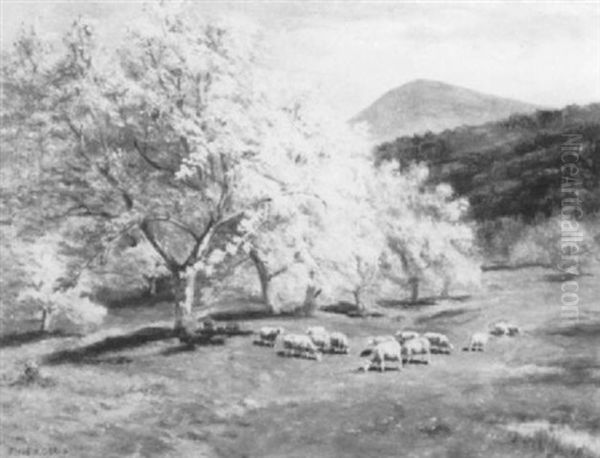 Apple Trees And Sheep - view 1