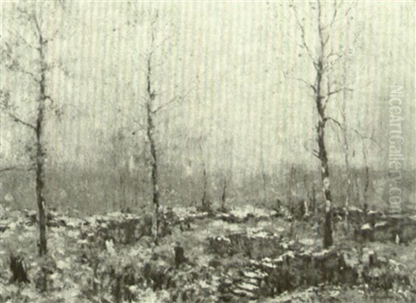 The Old Wood Lot - view 1