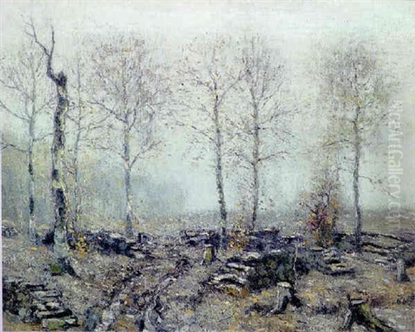 Old Wood Lot - view 1