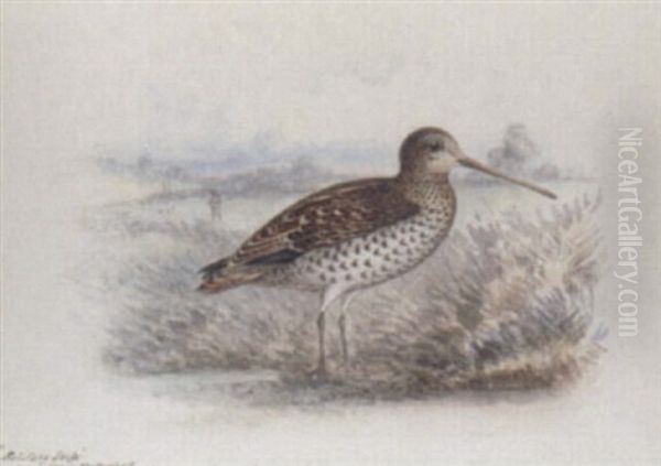 Solitary Snipe - view 1