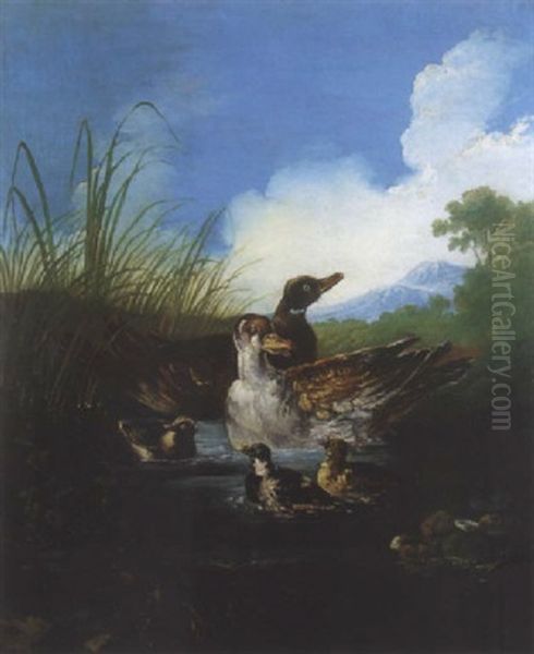 Canards Dans Un Etang - view 1