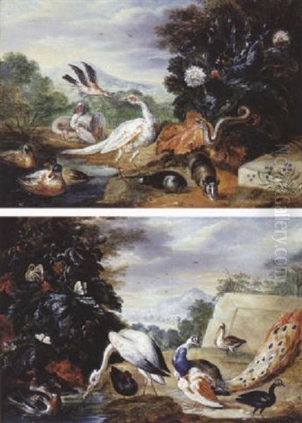 Etude De Paons, Canards Et Oiseaux Divers - view 1