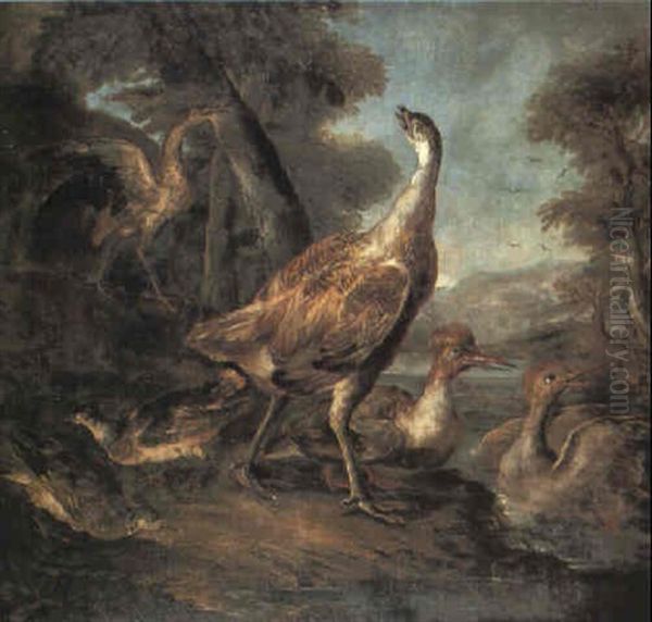 Herons, Ducks And Other Waterfowl - view 1