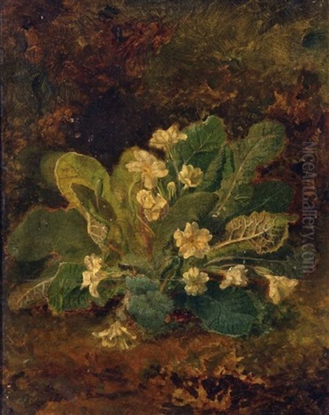 Study Of Primroses - view 1